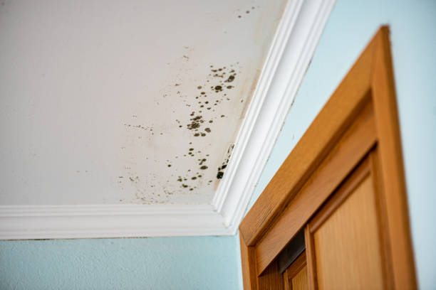 Best Best Mold Removal Companies  in Cherokee, NC