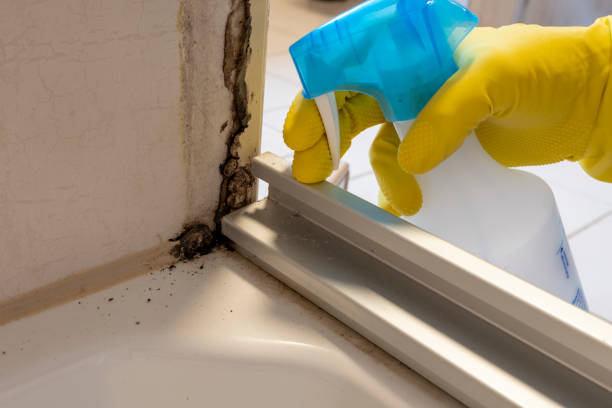Reliable Cherokee, NC Mold Removal Solutions
