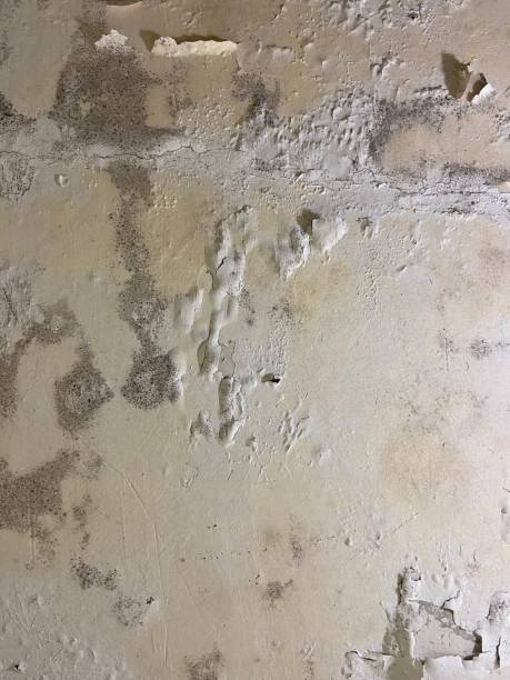Best Toxic Mold Removal  in Cherokee, NC