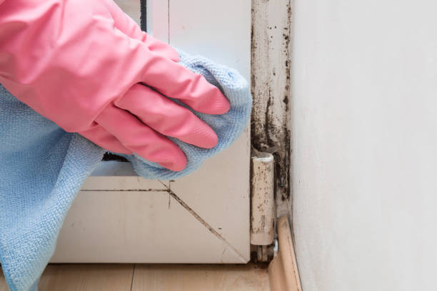 Best Commercial Mold Removal  in Cherokee, NC