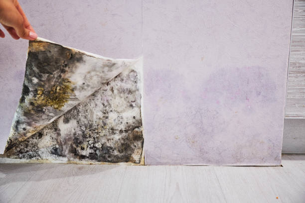 Crawl Space Mold Removal in Cherokee, NC